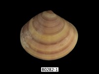 藏品(圓盤蛤)的圖片